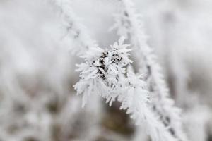 grama coberta de geada e neve no inverno foto