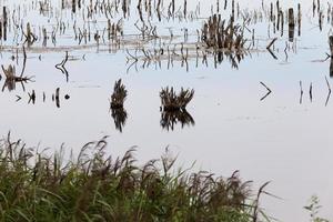 um lago com plantas diferentes foto