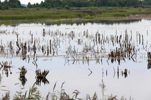 um lago com plantas diferentes foto