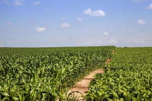 topos de beterraba para produção de açúcar foto