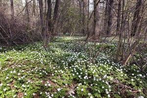 árvores na primavera foto