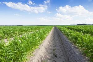 campo com cenoura foto