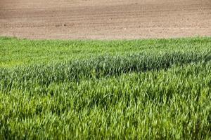 trigo verde, close-up foto