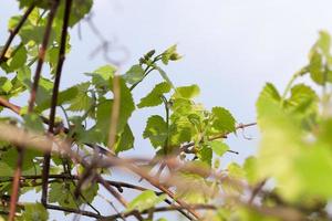 folhas verdes de uva foto