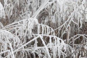 grama coberta de geada e neve no inverno foto