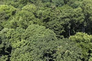 árvores cobertas de folhagem verde no verão foto