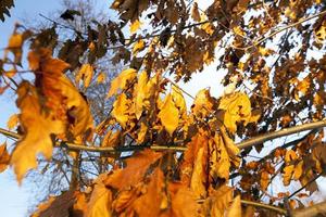 a folhagem amarela pendurada nos galhos de uma árvore em uma temporada de outono foto