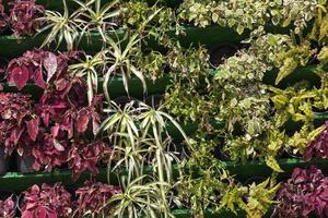 flores na rua da cidade para decoração no verão foto