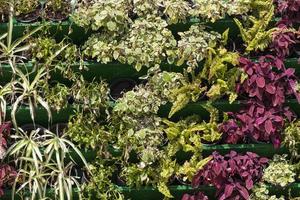 flores na rua da cidade para decoração no verão foto