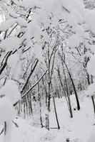 parque estão cobertos de neve no inverno foto