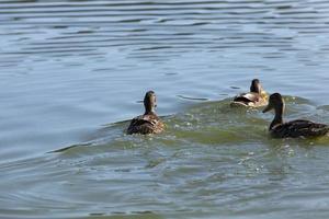 aves selvagens patos em seu habitat natural foto