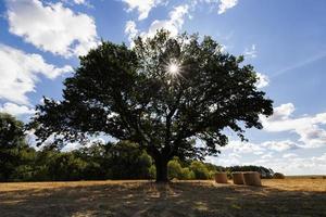 campo de trigo e carvalho em um campo agrícola foto