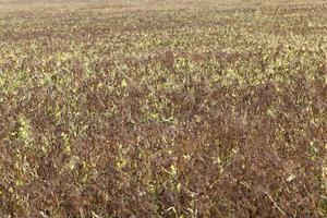 um campo agrícola com uma colheita madura de ervilhas foto