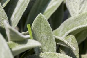 flores são cultivadas para paisagismo foto