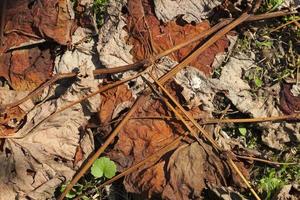 folhas secas de laranja de uvas na temporada de outono foto