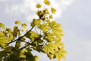 folhas verdes, fechar foto