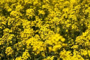 colza florida com muitas flores amarelas foto