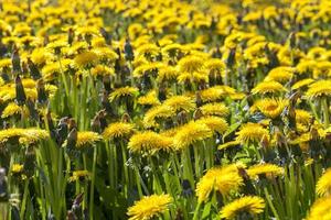 dentes de leão amarelos na primavera foto