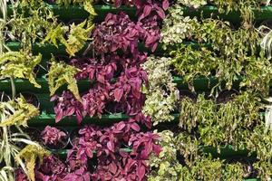 flores na rua da cidade para decoração no verão foto