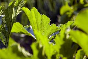 folhas de abobrinha verde na primavera foto