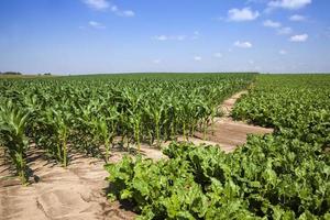 beterraba verde para produção de açúcar no campo agrícola foto