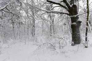 árvores de folha caduca nuas na neve no inverno foto