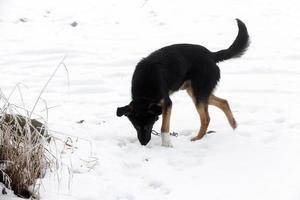 um cão pequeno solitário na temporada de inverno foto