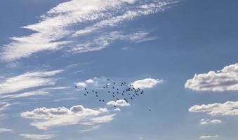 um bando de pombos voando no céu azul foto