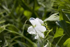 um campo agrícola onde crescem ervilhas verdes foto