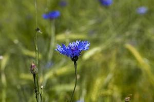 flores azuis no verão foto