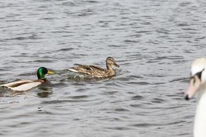 pequenos patos selvagens na primavera ou verão na natureza foto