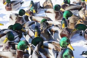 a estação fria com geadas e neve, patos sentam-se na neve foto