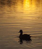 aves aquáticas aves selvagens patos na natureza foto