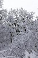 totalmente coberto com árvores de folha caduca de neve no inverno foto