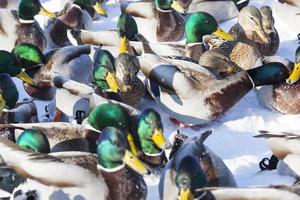 patos vivem na cidade perto do rio, no inverno são alimentados por pessoas foto