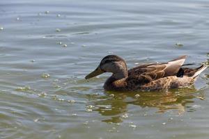 aves aquáticas aves selvagens patos na natureza foto