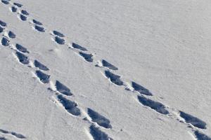 pegadas e amassados na neve foto