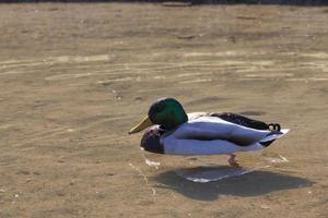 lindos patos de aves aquáticas na primavera ou no verão foto