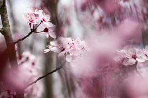 pequenas lindas flores de cerejeira vermelhas desabrochando foto