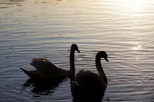 um par de cisnes nadando ao pôr do sol foto
