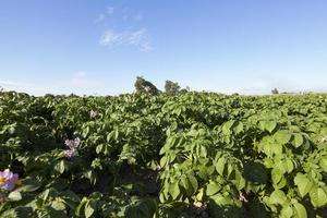 agricultura, campo de batata foto