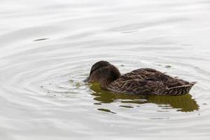 aves aquáticas selvagens no território dos lagos foto