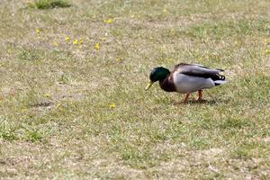 temporada de primavera com pássaros selvagens patos, patos selvagens foto