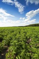 batatas de campo agrícola foto