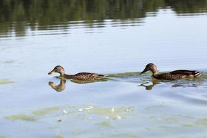 patos reais na natureza, patos de aves aquáticas selvagens foto