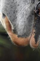 lábios do lado do cavalo. Sibéria. foto