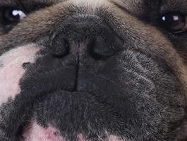 close-up do rosto de cães foto