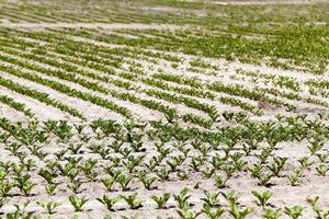 campo com beterraba foto