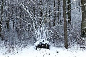 árvores cobertas de neve no inverno foto