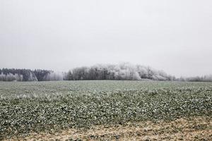 árvores cobertas de neve no inverno foto